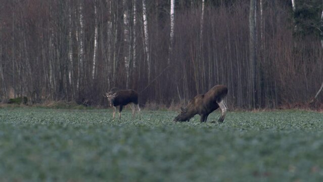 Moose elk feeding on rapeseed field on their knees in evening dusk
