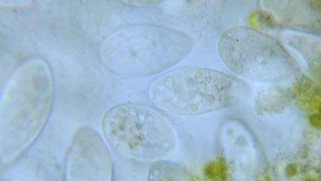 Paramecium high density population in microscope bright filed