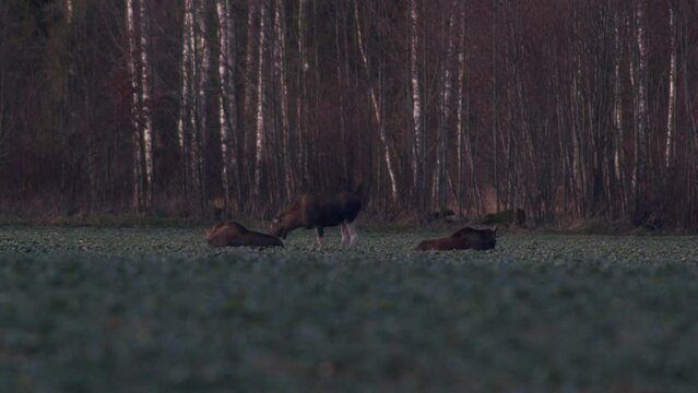 A flock of moose elk feeding on rapeseed field on their knees in evening dusk