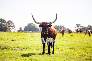Texas Longhorn Rind