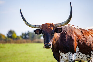 Texas Longhorn Rind