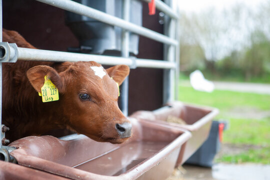 Kalb beim Trinken