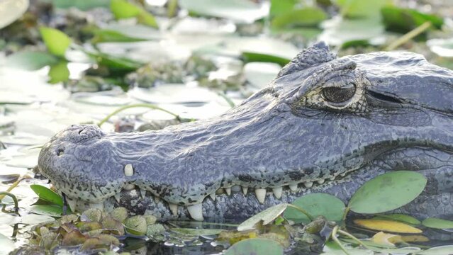Cold-blooded reptile, yacare caiman, soaking in the swampy water with eyes half closed, snoozing in the tranquil afternoon surrounded by aquatic plants and vegetations.