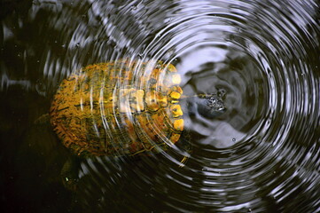 Schildkröte unter Wasser im Congaree National Park, South Carolina © Ulf