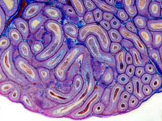 rabbit epididymis cross section under the microscope showing spermatozoa inside its tubes - optical microscope x100 magnification
