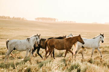Fototapeta premium horses in the field