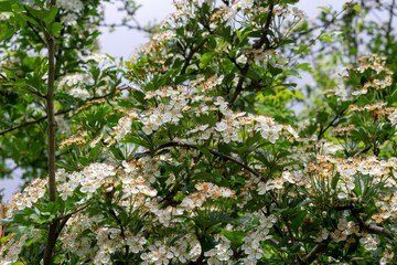 Spring tree flowering. White blooming tree. Slovakia