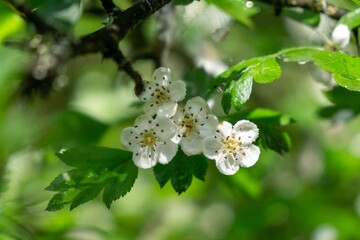 Spring tree flowering. White blooming tree. Slovakia