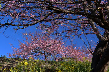 土手に咲く河津桜を眺める　（高知県　高知市　大津食品団地）