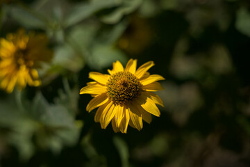 Yellow garden flower in the first phase of fading.