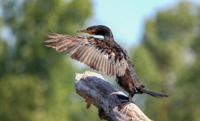Great cormorant