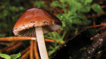 Wild Mushroom, Sierra de Guadarrama National Park, Segovia, Castile Leon, Spain, Europe