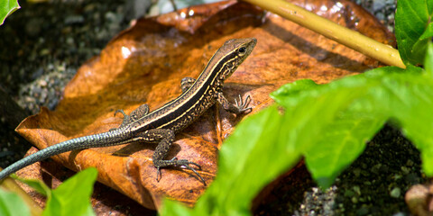 Four-striped Whiptail Lizard, Ameiva quadrilineata, Tropical Rainforest, Corcovado National Park, Osa Conservation Area, Osa Peninsula, Costa Rica, Central America, America