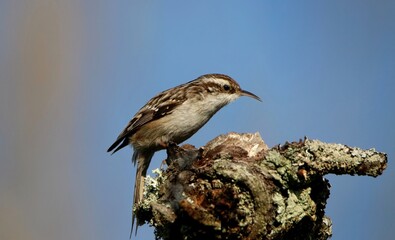 short-toed treecreeper