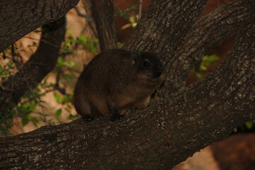 hyrax in a tree