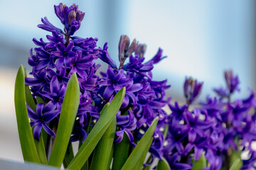 Fototapeta premium Selective focus of deep blue hyacinth flower, Hyacinthus is a small genus of bulbous spring-blooming perennials, Fragrant flowering plants in the family Asparagaceae, Nature floral background.