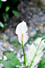 Spathiphyllum, monocotyledonous or Araceae or Spath  or Lily Peace with white flower or dot Spathiphyllum