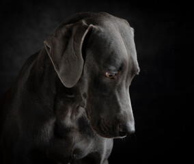 Portraits heads of Weimaraner dogs