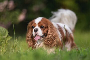 Cute cavalier king charles spaniel dog running through the green grass against the background of the spring forest - obrazy, fototapety, plakaty