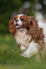Cute cavalier king charles spaniel dog running through the green grass against the background of...