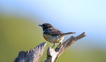 European stonechat