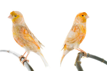 two canary isolated