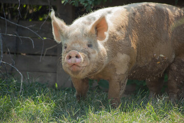 Pig in the sunshine