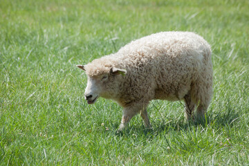 Obraz premium Sheep with wool outdoors