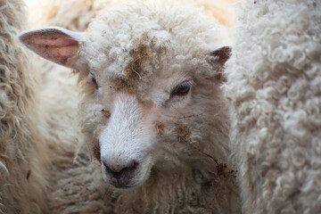 Naklejka premium Sheep with wool outdoors