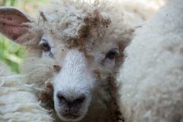 Sheep with wool outdoors