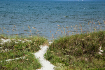 Sea Oats at the Ocean shore