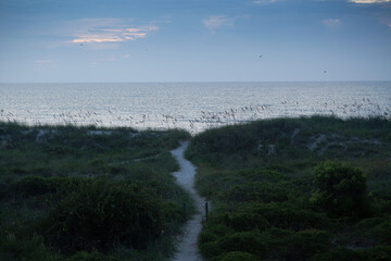 Sea Oats at the Ocean shore