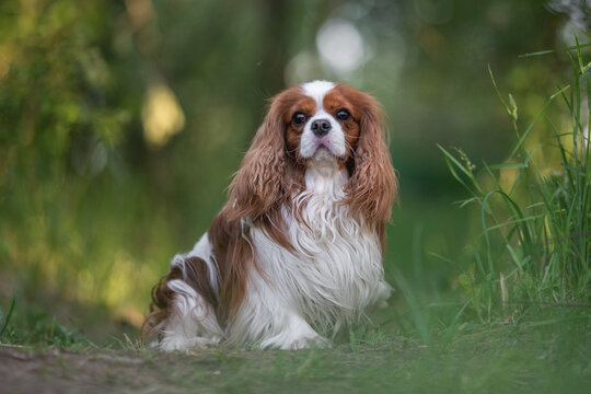 Cute cavalier king charles spaniel dog on the background of spring forest