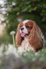 Naklejka premium Cute cavalier king charles spaniel dog among white flowers