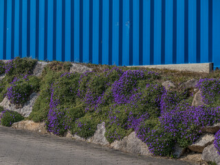 Mauerpfeffer Blaukissen