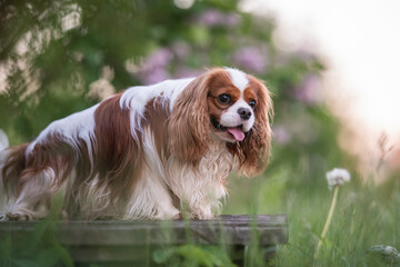 Cute cavalier king charles spaniel dog among white flowers