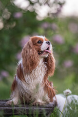 Cute cavalier king charles spaniel dog among white flowers