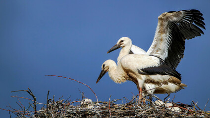 Youngster white storck