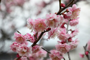 梅の花