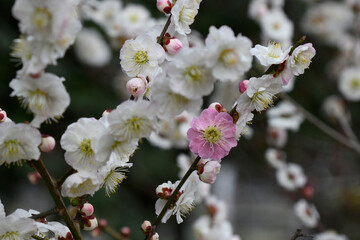 梅の花