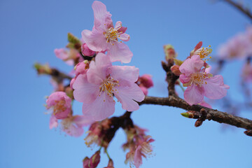 河津桜