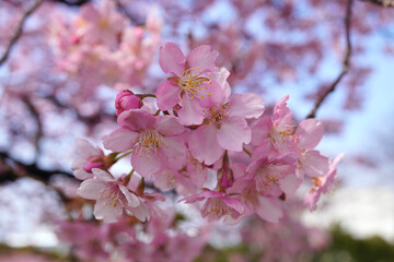 Naklejka premium 河津桜