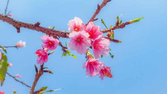 pink cherry blossom