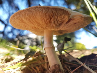 Mushroom the the forest