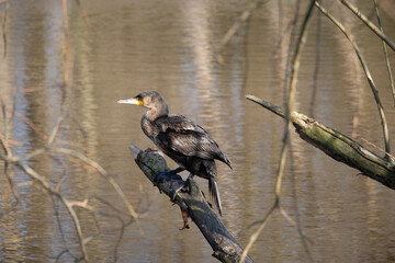 red billed hornbill