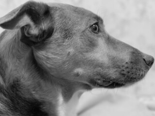 close up of a dog