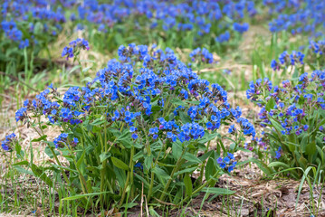 lungwort wild flowers blue spring