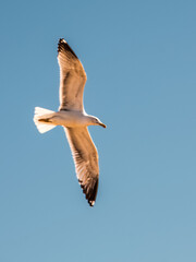 seagull in flight