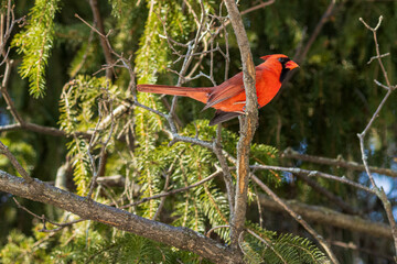 red male cardinal in a tree
