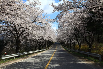 Fototapeta premium Cherry Blossom